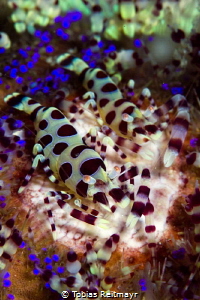 Coleman shrimp on Fire urchin, Boulders, Puerto Galera by Tobias Reitmayr 